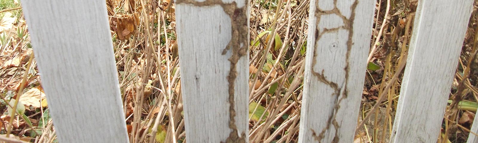 Island Exterminating